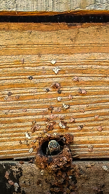 A Melaponis bee guards the entrance to its hive